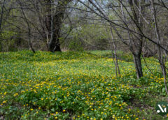 Карпівський сад Харків Карповский сад Харьков